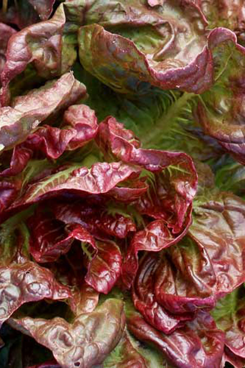 Seed Savers Yugoslavian Red Butterhead Organic Lettuce