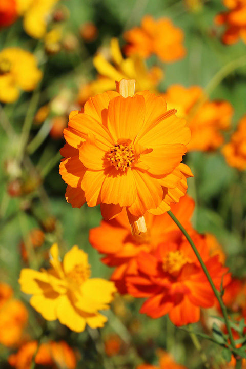 SEED, FLOWER DIABLO COSMOS