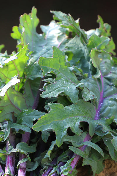 Seed Savers Greenpeace Organic Kale