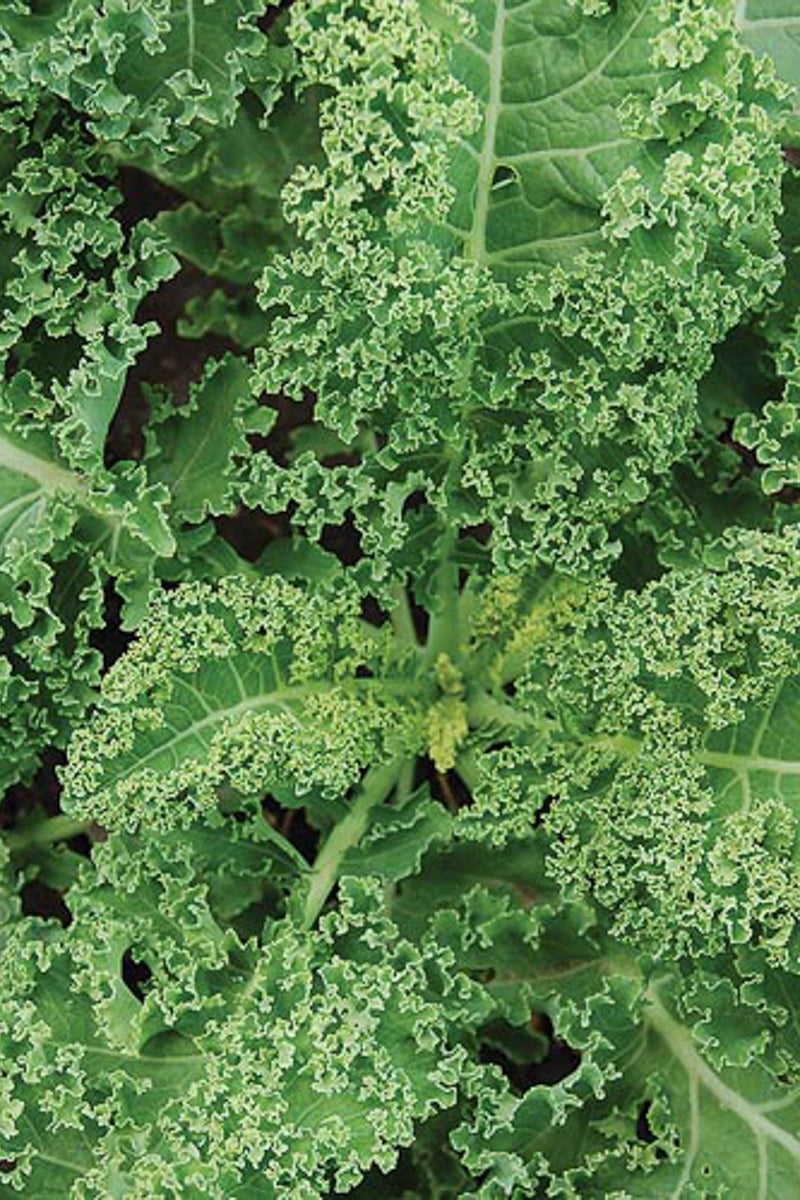 Seed Savers Halbhoher Gruner Krauser Kale