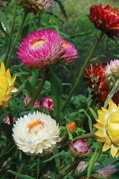 strawflower plant Seed Savers Strawflower Mix – Chalet