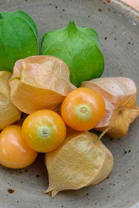 Seed Savers Aunt Molly's Ground Cherry