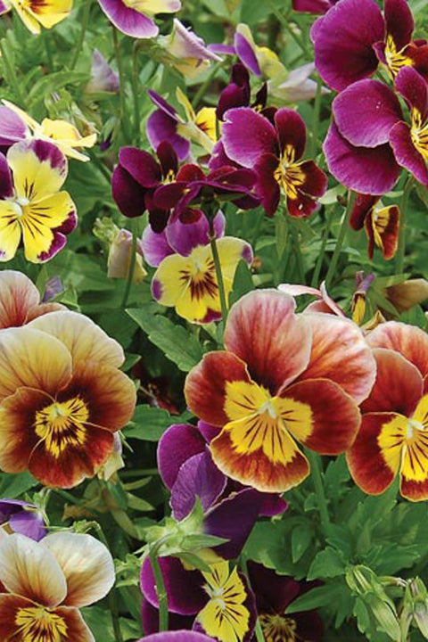 Seed Savers Historic Pansies Mix