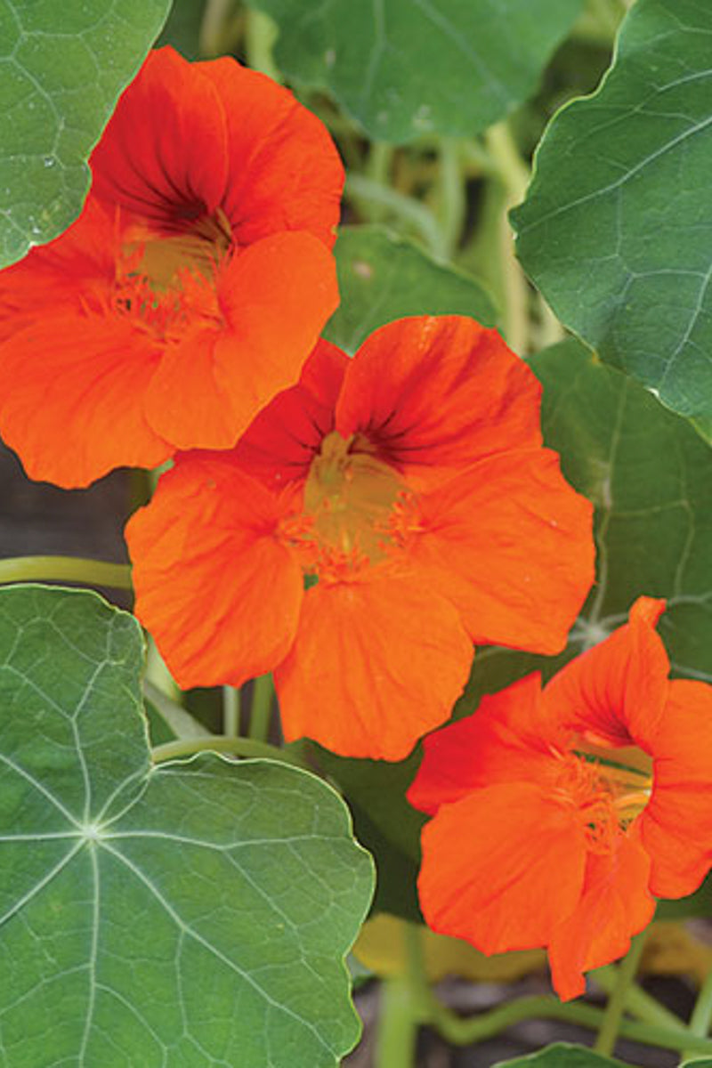 Seed Savers Empress of India Nasturtium