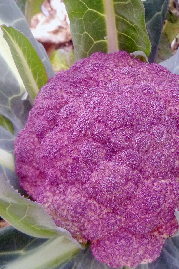 Seed Savers Di Sicilia Violetto Cauliflower