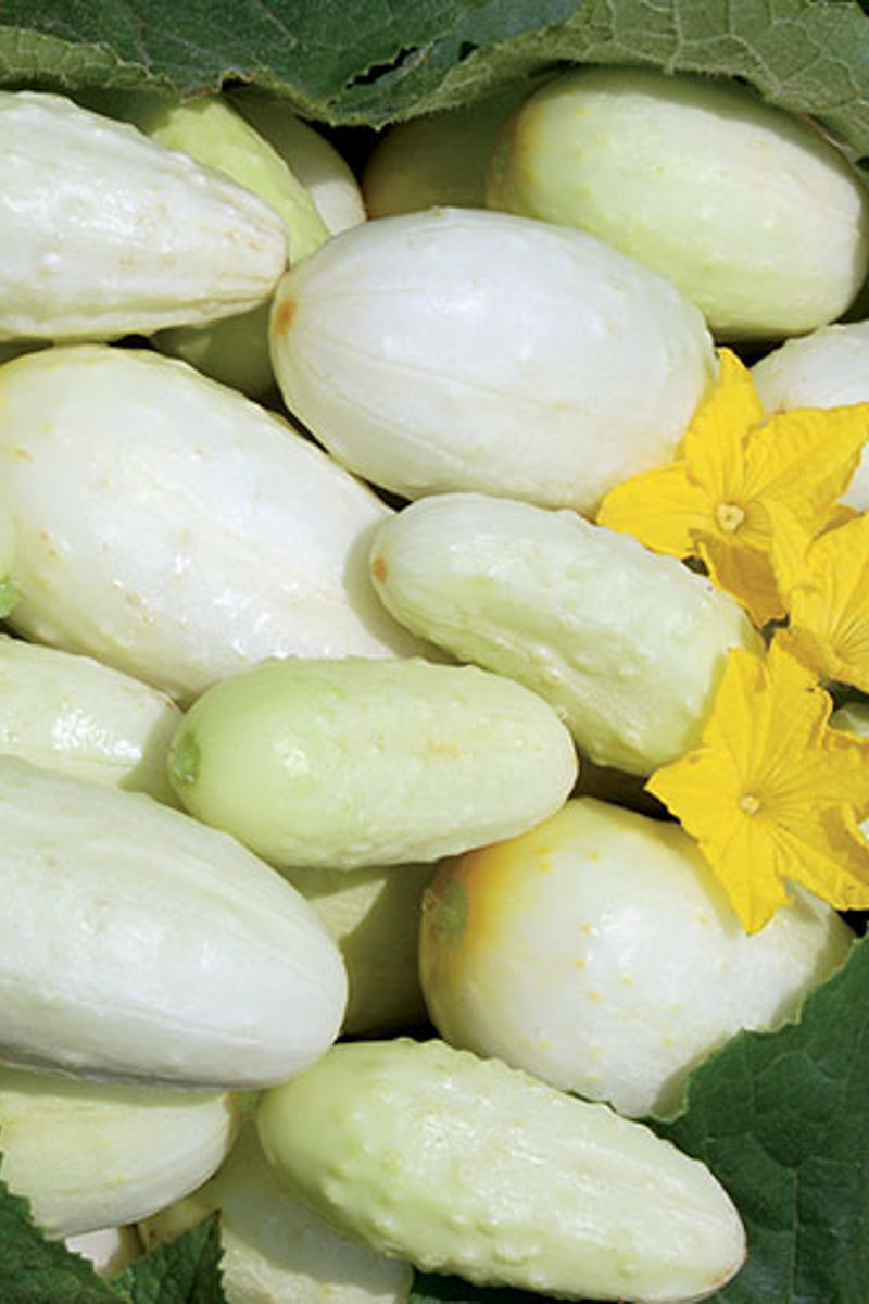 Seed Savers Miniature White Organic Cucumber