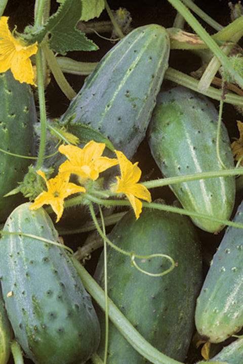 Seed Savers Bushy Cucumber