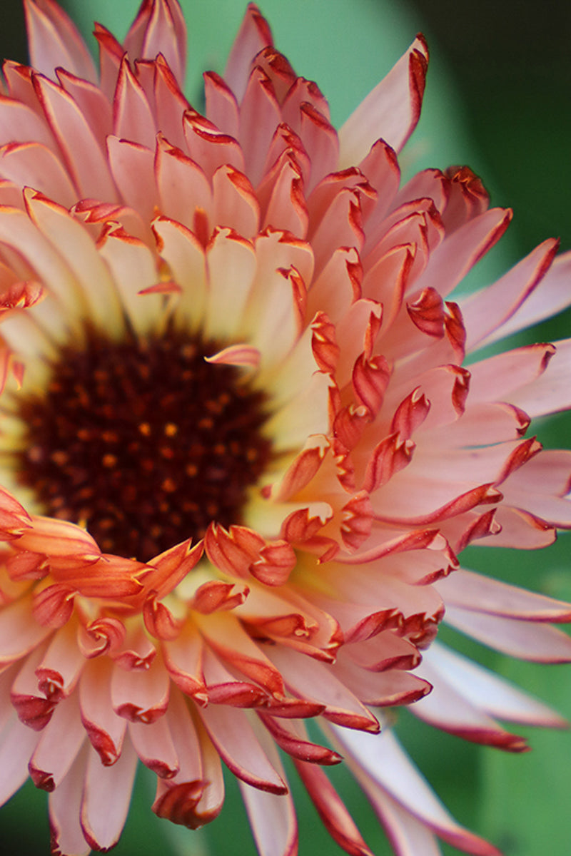 Seed Savers Touch of Red Buff Calendula