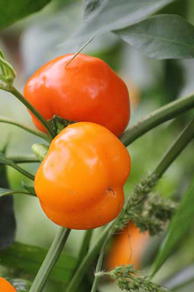 Seed Savers Miniature Yellow Bell Pepper