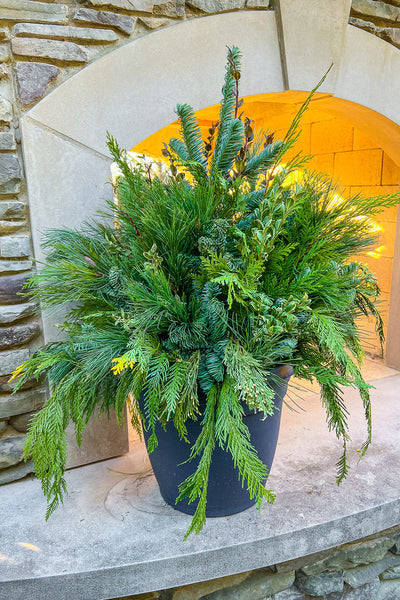 holiday outdoor potted plants Holiday Pot, Greens 12" – Chalet