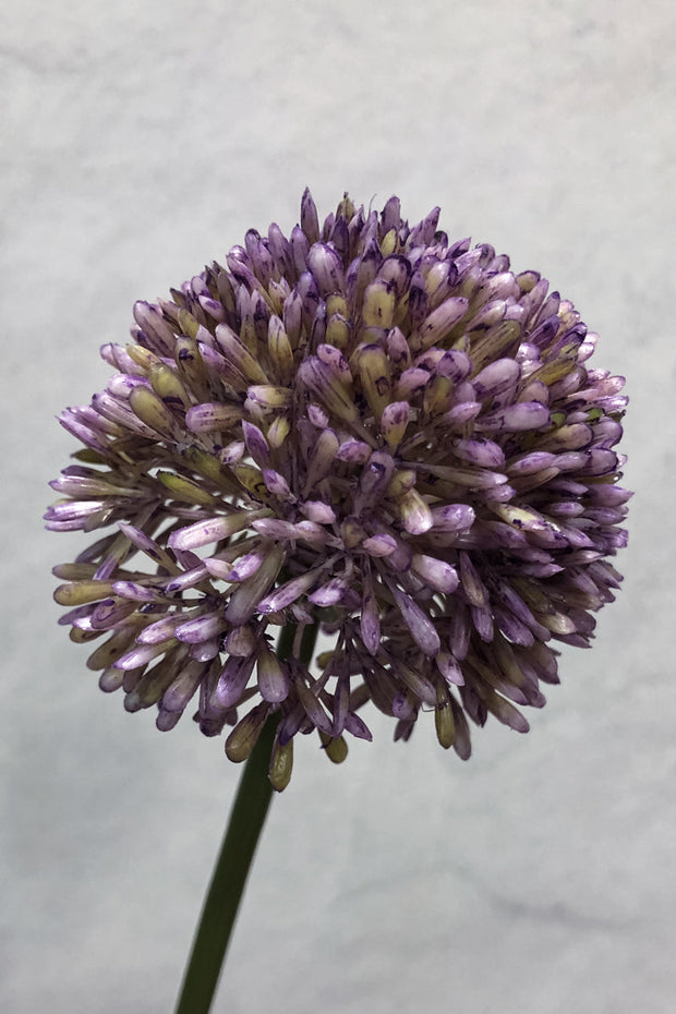 Silk, Spray Allium 17.5" Vi