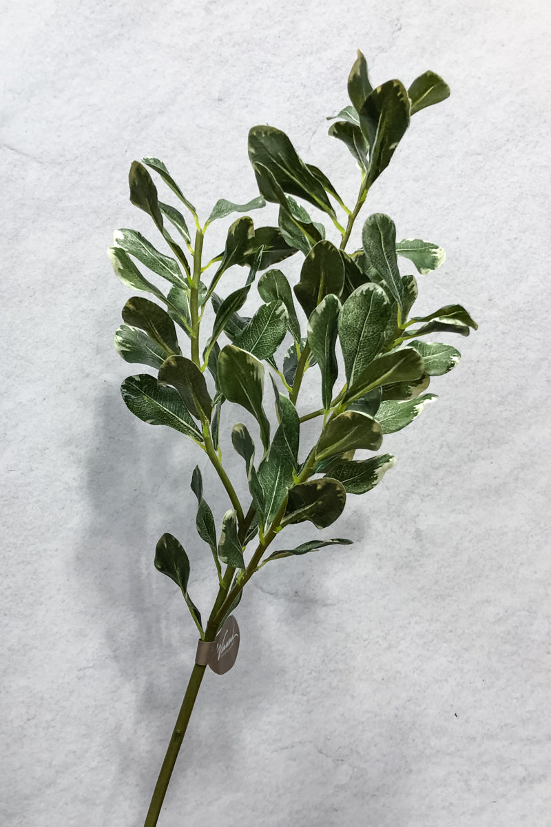 SILK STM PITTOSPORUM 25.5" GR