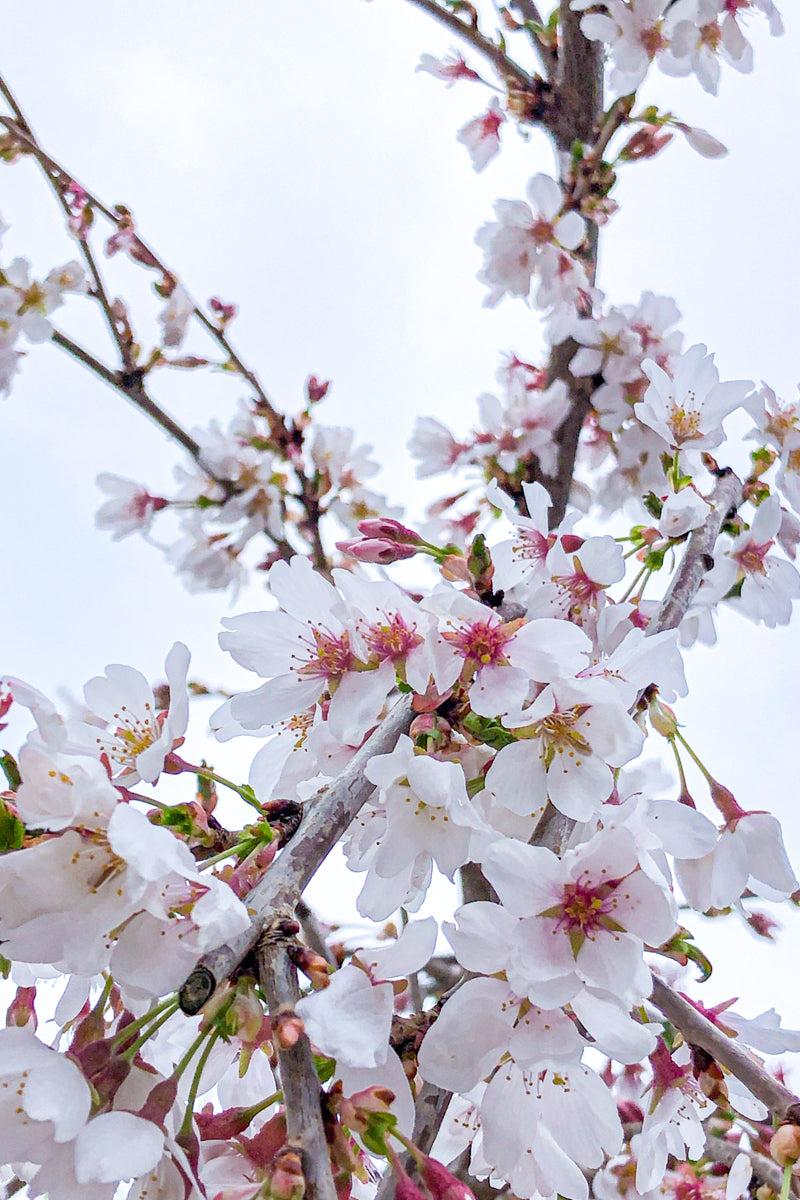 Cherry, Weeping Snow