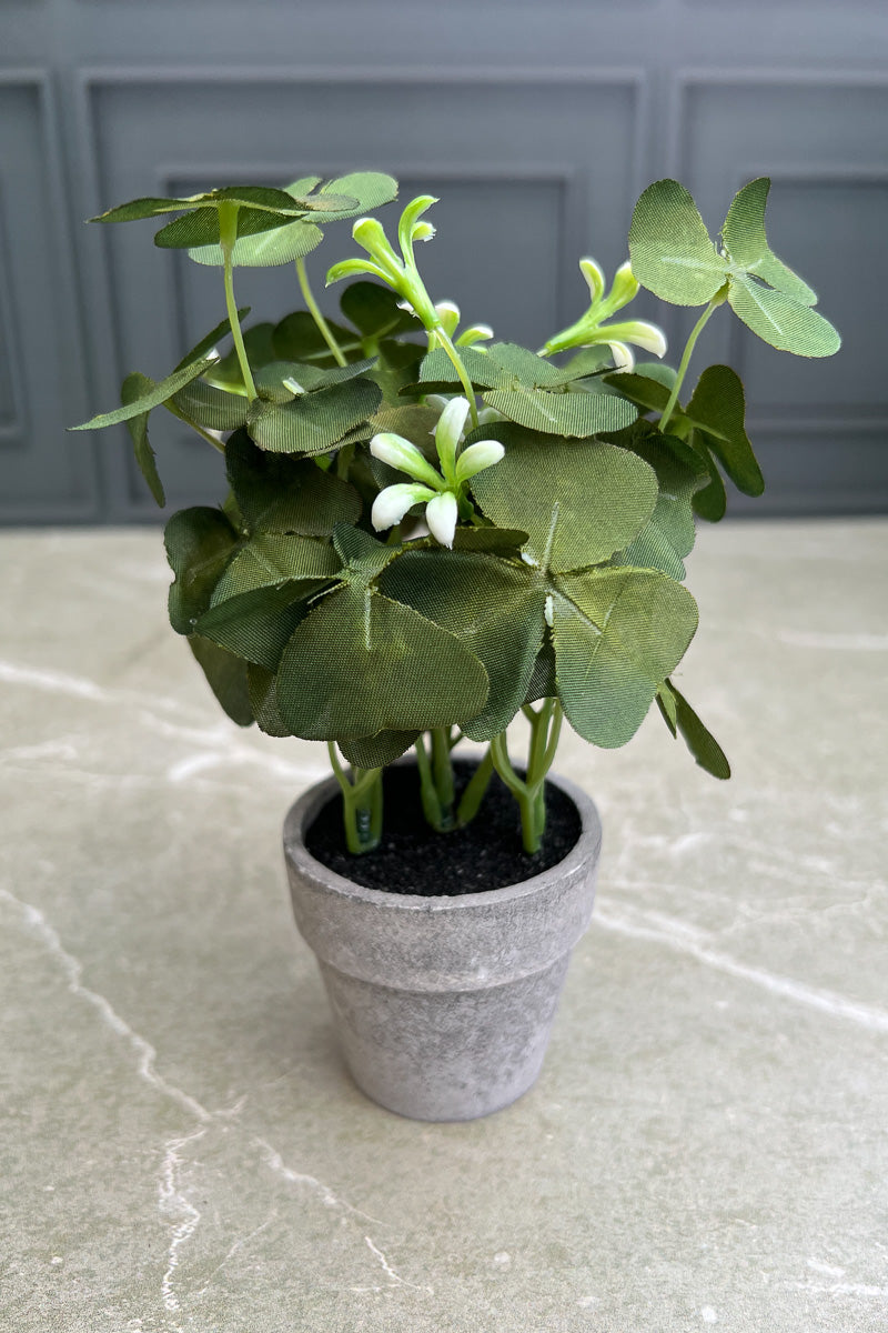 SILK OXALIS PTTD IN WOODEN TRY