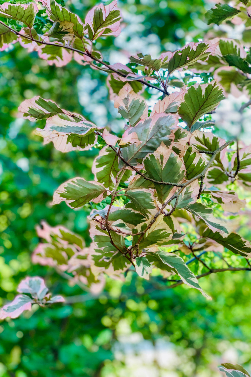 Beech, Sylvatica Roseo-Marginata Purpurea Tricolor