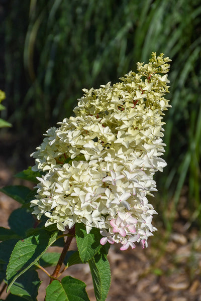 Hydrangea, Paniculata Berry White