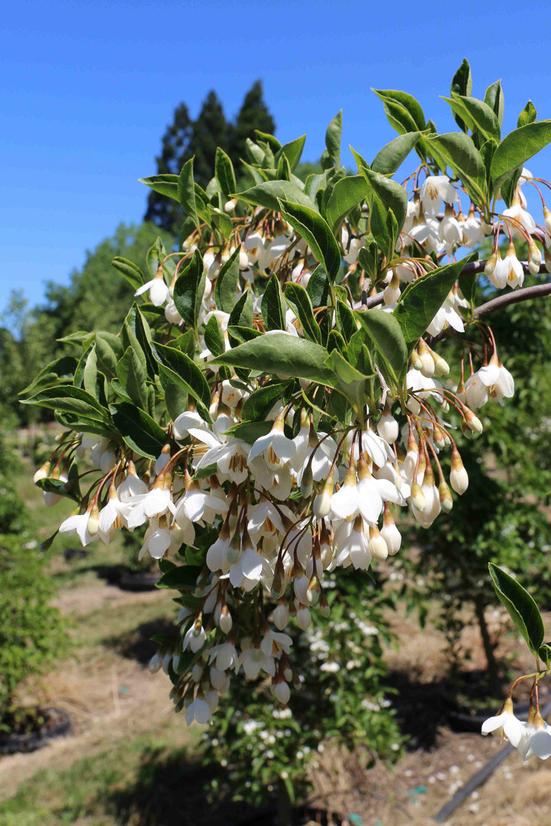 Styrax, Japanese Fragrant