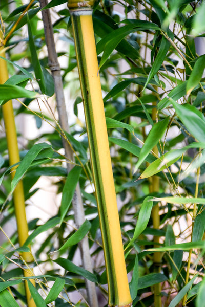 Bamboo, Showy Yellow Groove