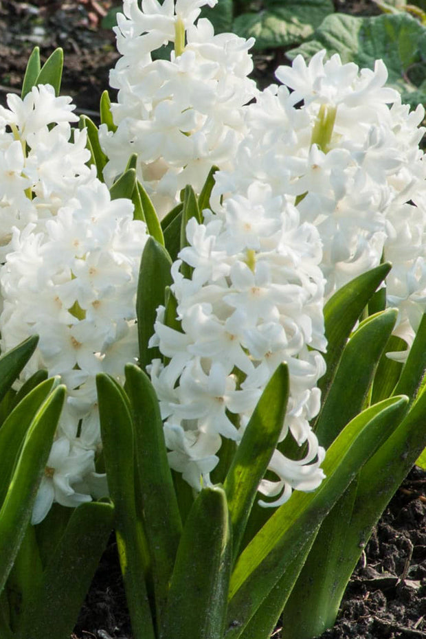 Hyacinth, Hybrids White 4"