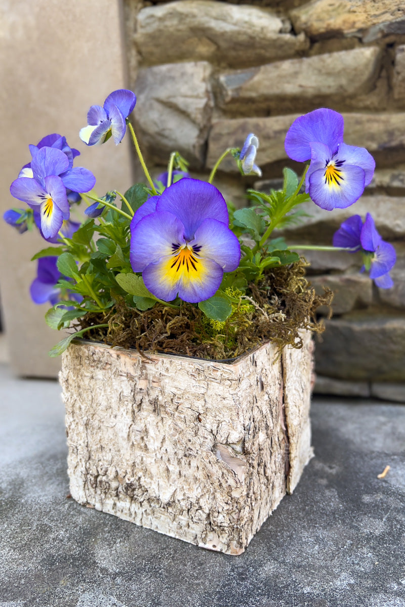 Chalet Signature Violet Halo Birch Box