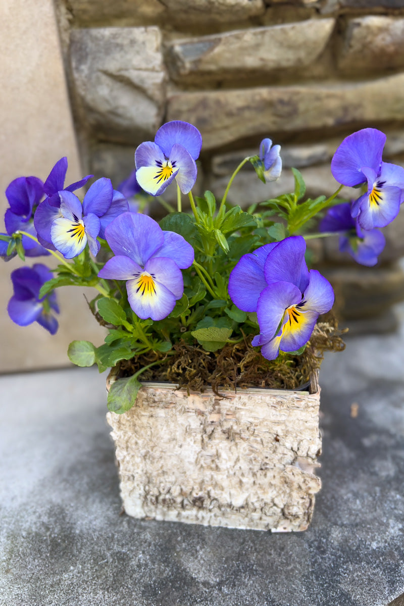 Chalet Signature Violet Halo Birch Box