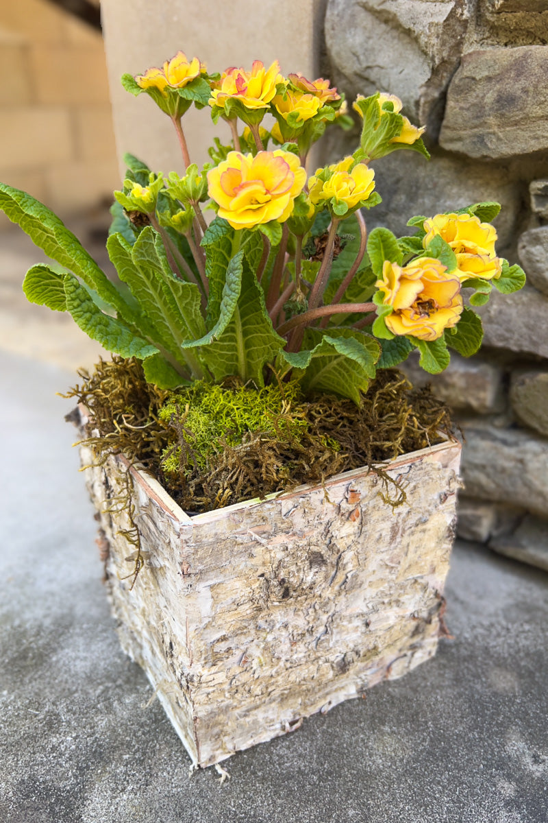 Chalet Signature Prim Nectarine Birch Box