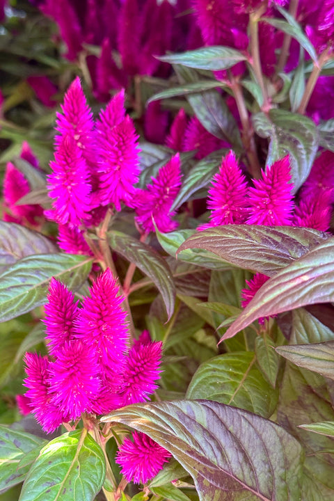 Celosia, Intenz