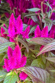 Celosia, Intenz Dark Purple 8"