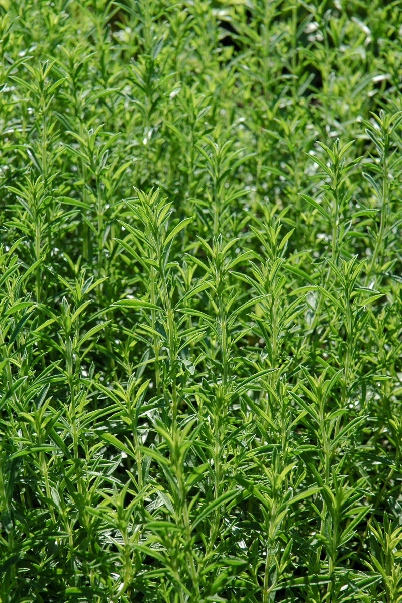 Herb Savory Winter