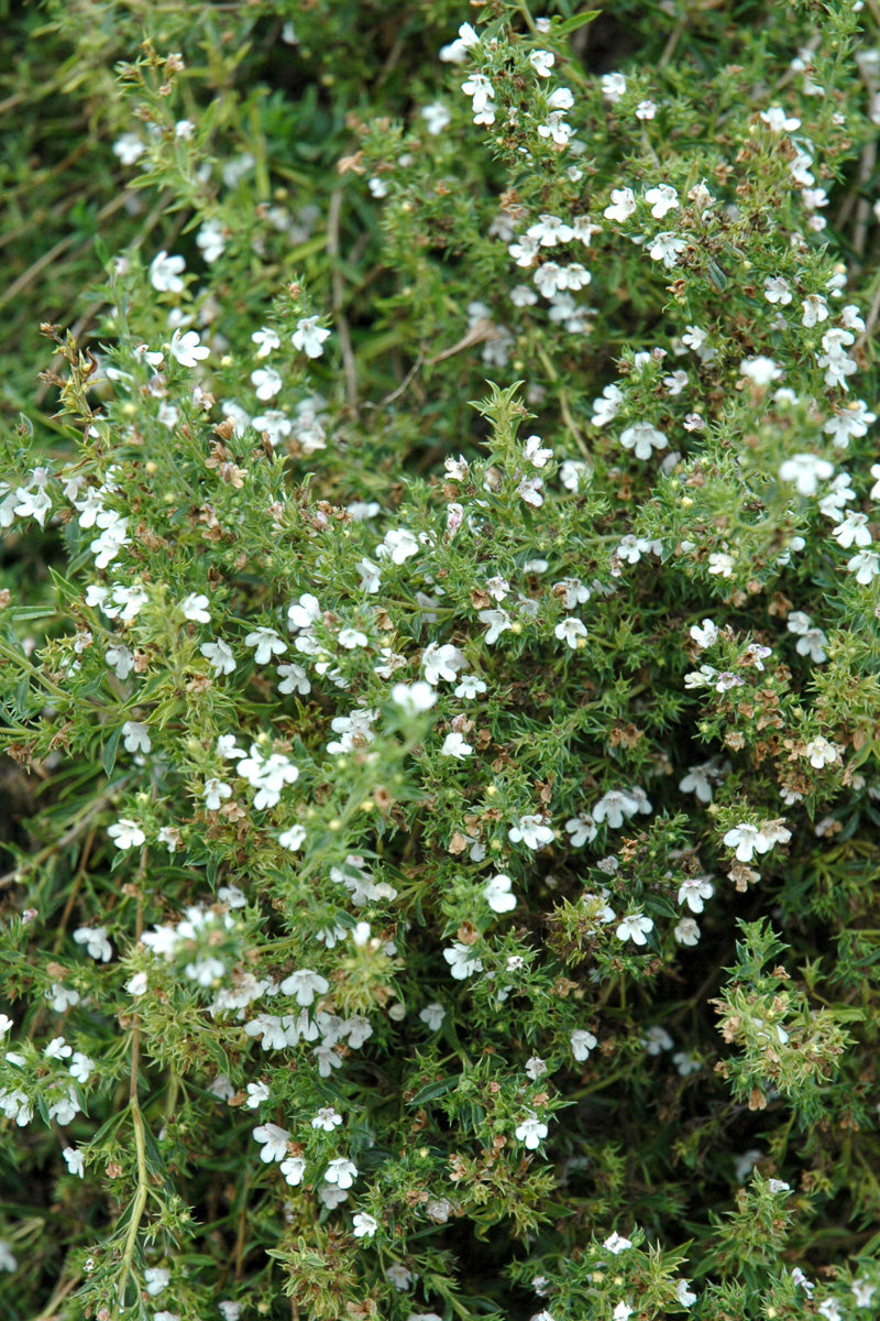 Herb Savory Winter