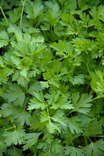 Herb Parsley Flat