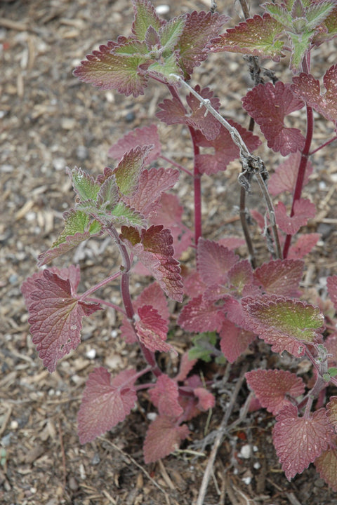 Herb, Catnip