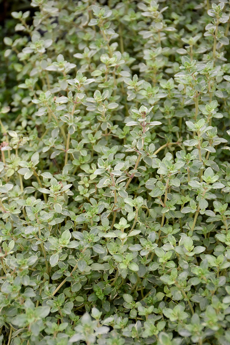Herb Thyme Silver Edge