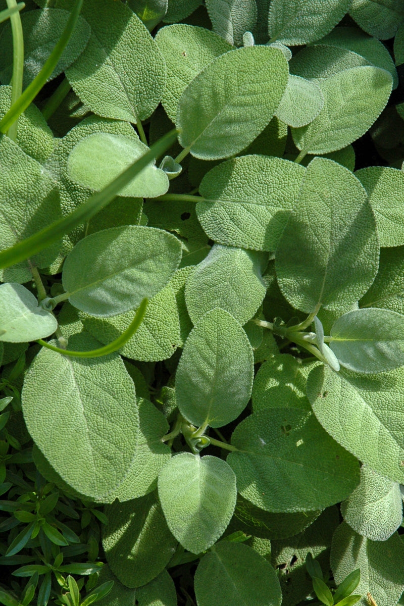 Herb Sage Berggarten