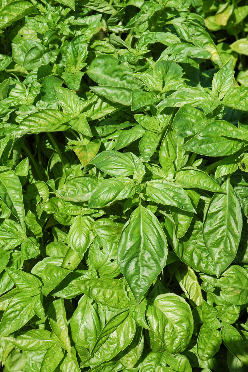 Herb, Basil Sweet