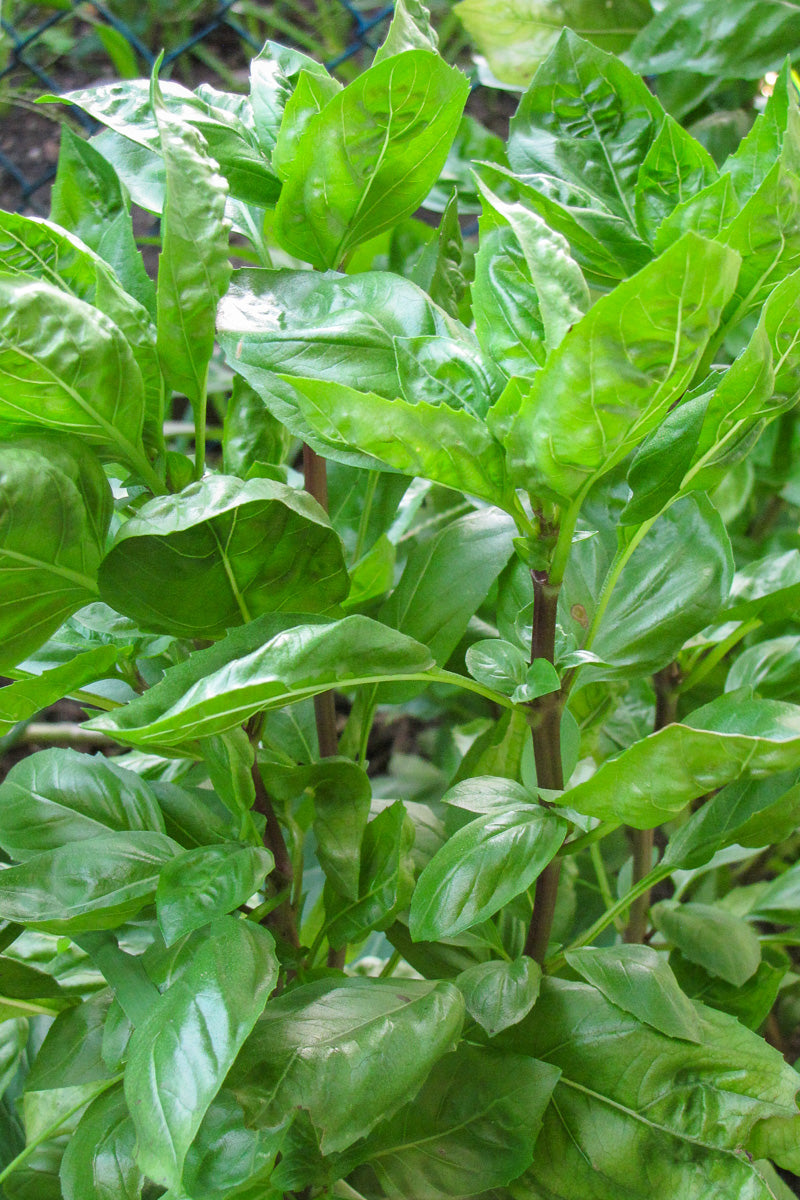 Herb, Basil Siam Queen