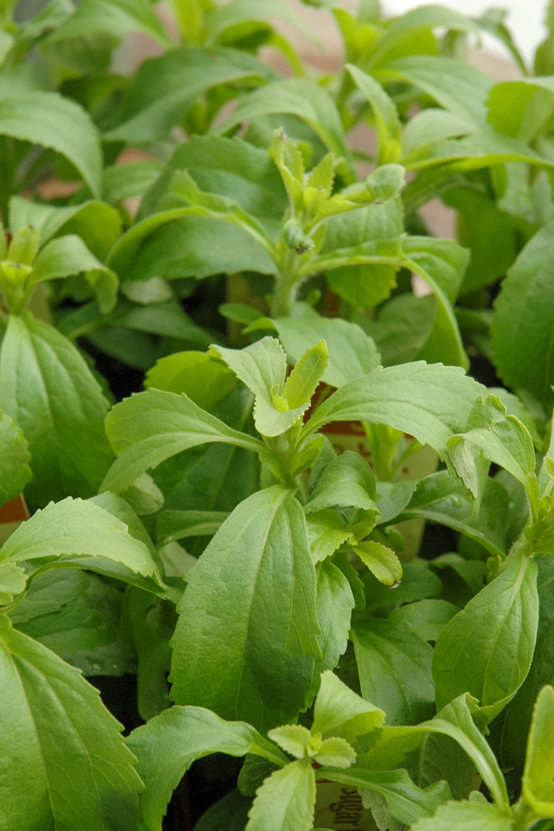 Herb Stevia