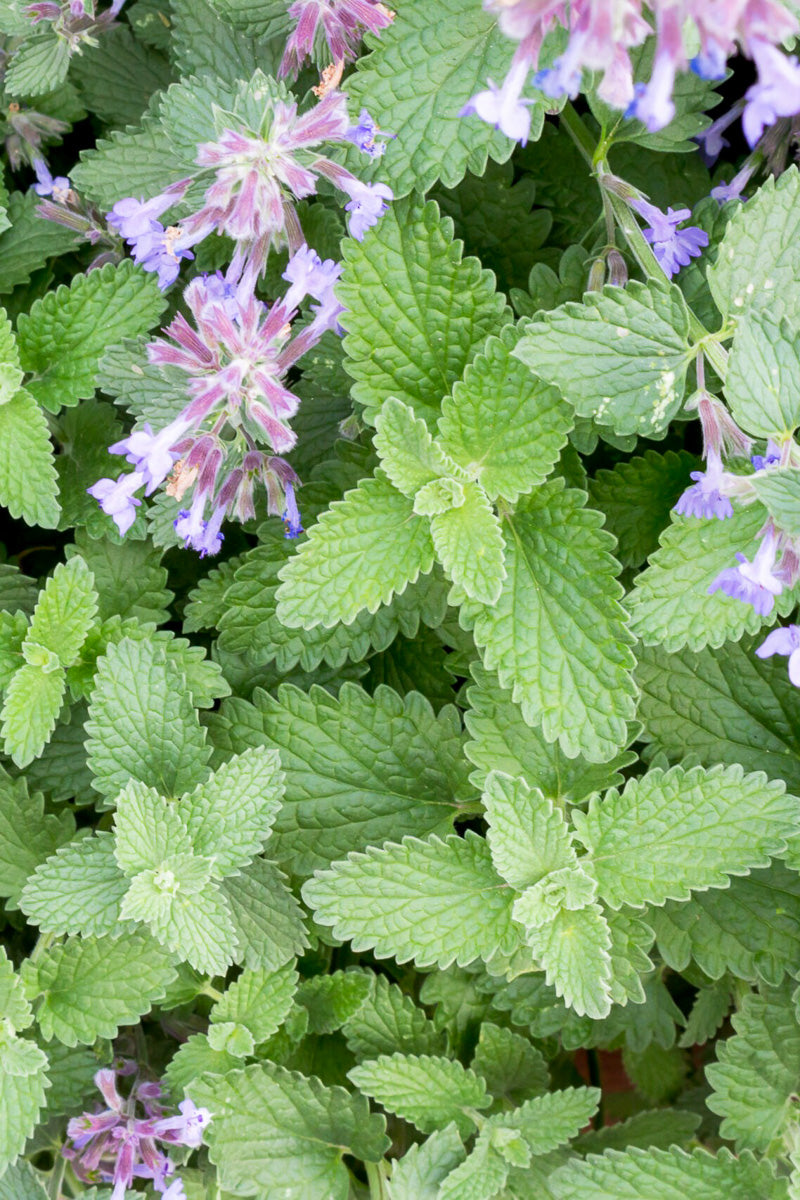 Herb, Cat Mint 4"