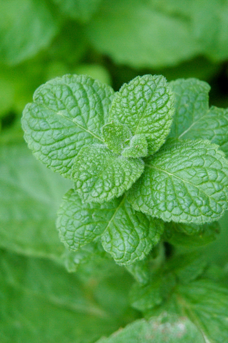 Herb, Mint Apple