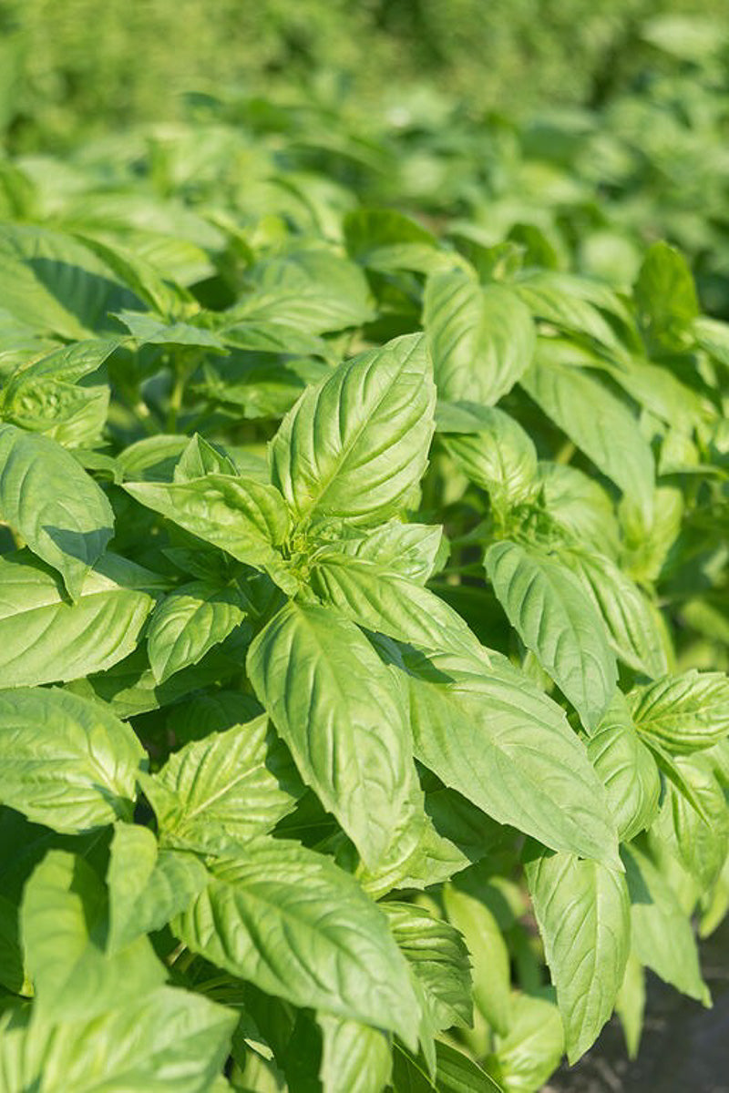 Herb, Basil Devotion Sweet