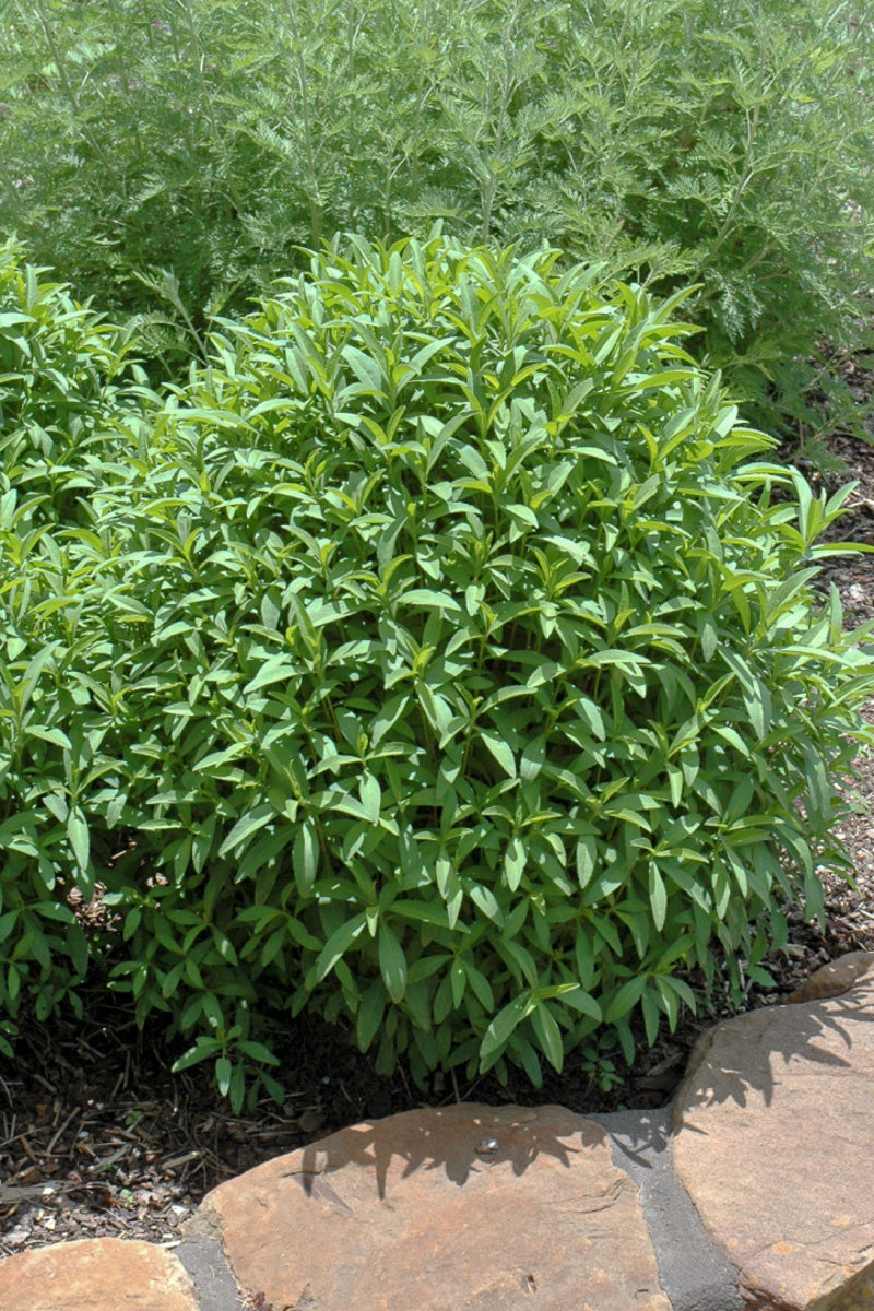 Herb, Tarragon Mexican