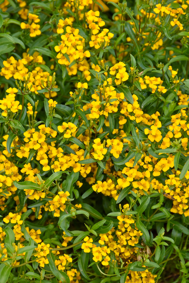 Herb, Tarragon Mexican