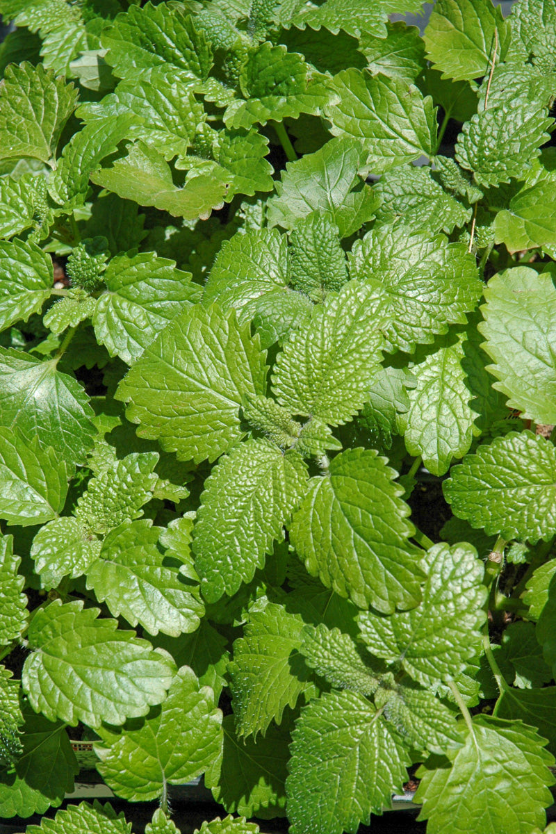 Herb, Lemon Balm