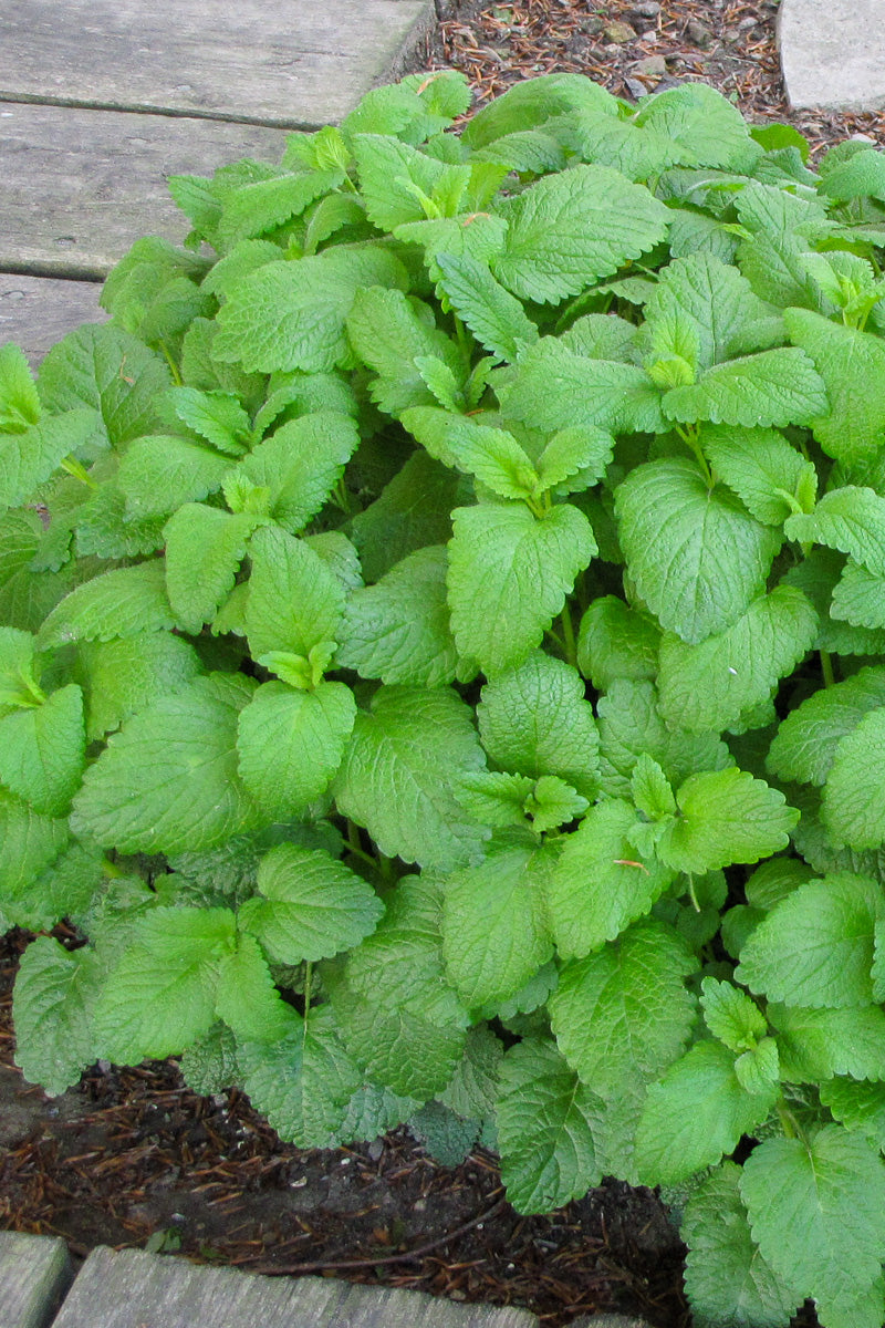 Herb, Lemon Balm