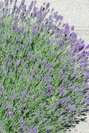 Herb, Lavender Munstead