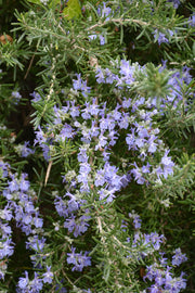 Herb Rosemary Prostrate