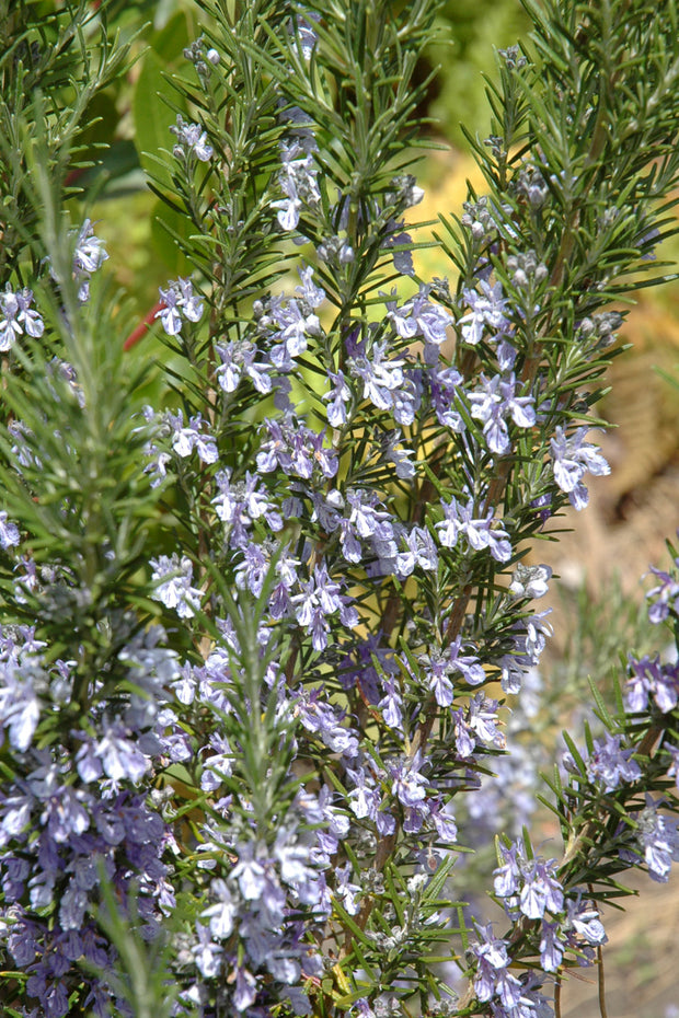 Herb Rosemary Common