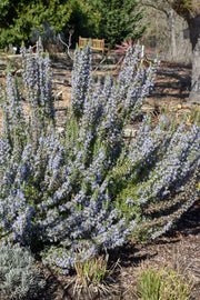 Herb Rosemary Common