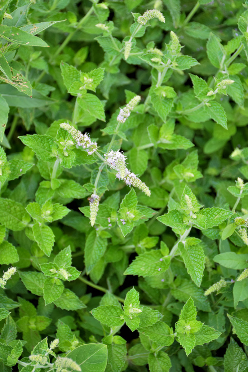 Herb, Mint Kentucky Colonel