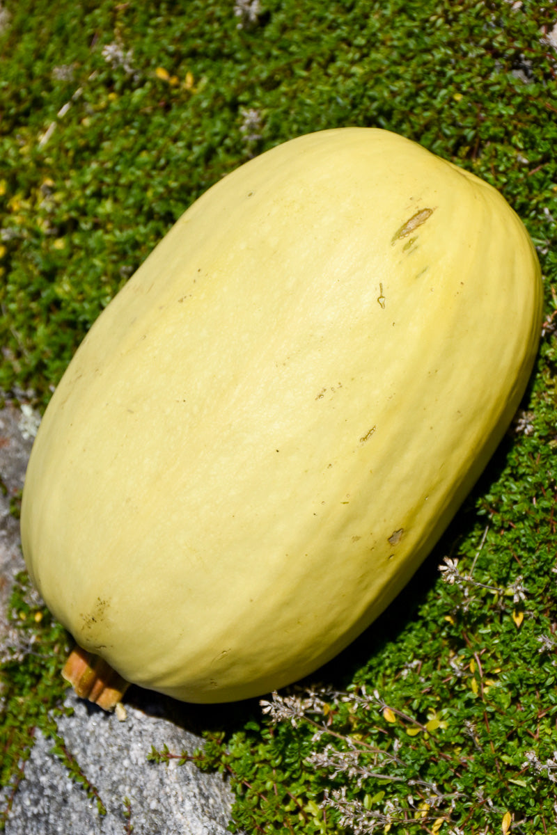 Vegetable, Squash Spaghetti